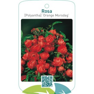 Rosa [Polyantha] ‘Orange Morsdag’