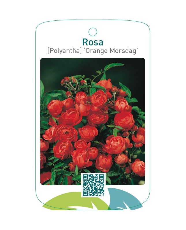 Rosa [Polyantha] ‘Orange Morsdag’