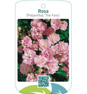 Rosa [Polyantha] ‘The Fairy’