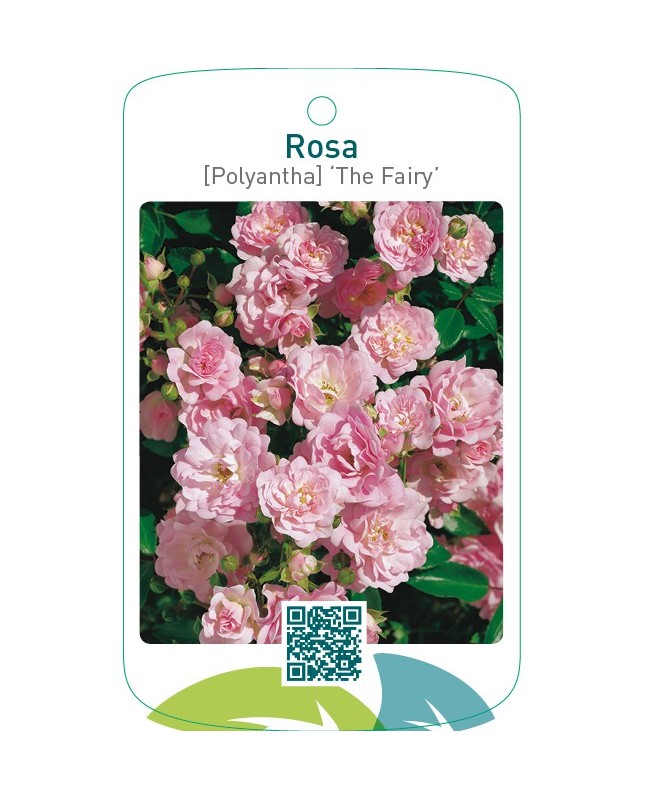 Rosa [Polyantha] ‘The Fairy’