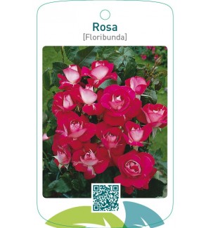 Rosa [Floribunda]  rood/wit