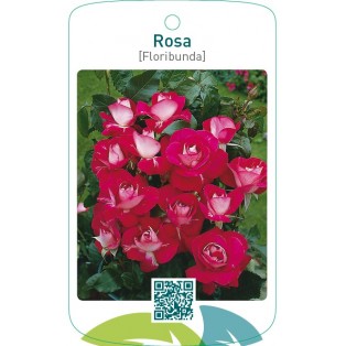 Rosa [Floribunda]  rood/wit