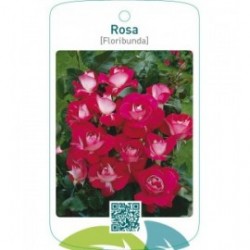 Rosa [Floribunda]  rood/wit