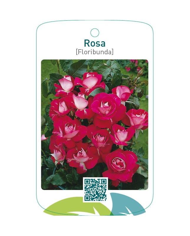 Rosa [Floribunda]  rood/wit