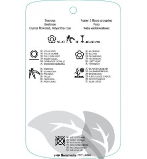 Etichette di Rosa [Floribunda]  rood/wit *