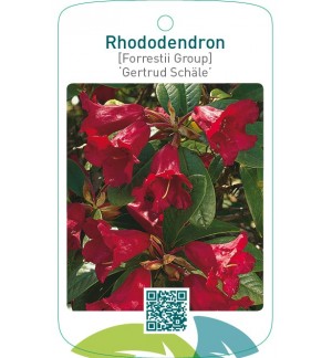 Rhododendron [Forrestii Group] ‘Gertrud Schäle’