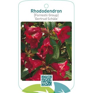 Rhododendron [Forrestii Group] ‘Gertrud Schäle’
