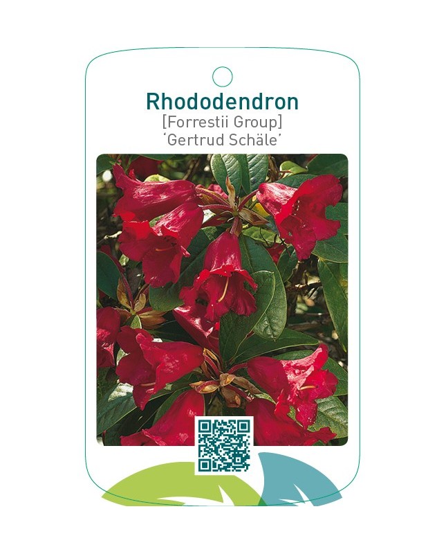 Rhododendron [Forrestii Group] ‘Gertrud Schäle’