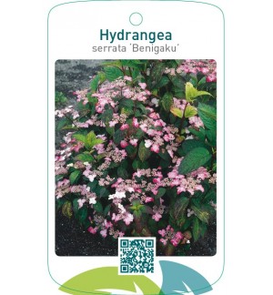 Hydrangea serrata ‘Benigaku’
