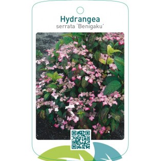 Hydrangea serrata ‘Benigaku’
