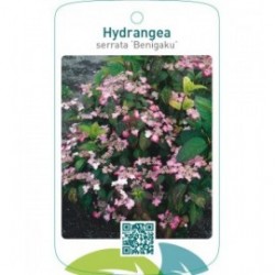 Hydrangea serrata ‘Benigaku’