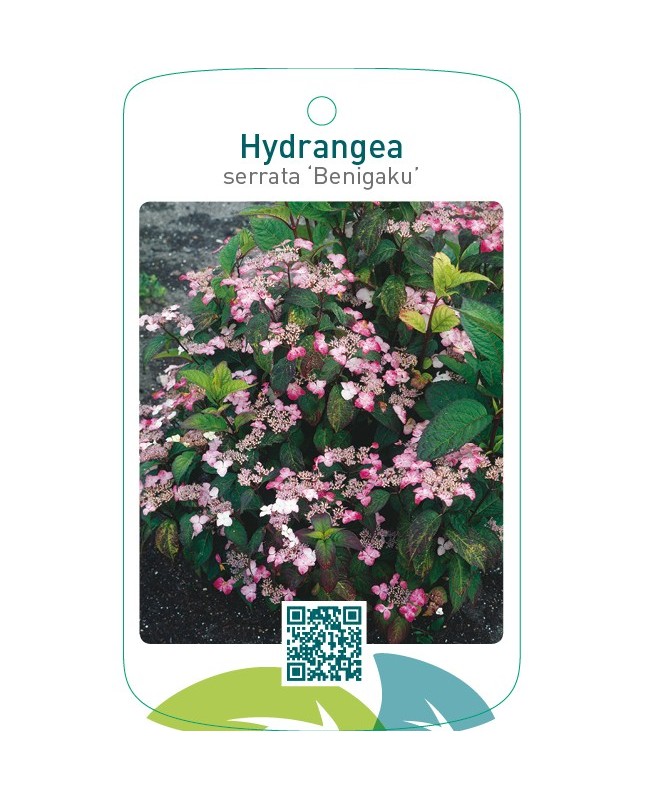 Hydrangea serrata ‘Benigaku’