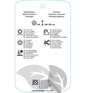 Etiquetas de Hydrangea serrata ‘Benigaku’ *