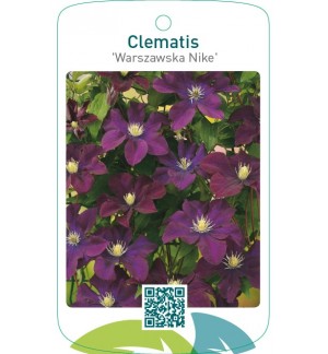 Clematis ‘Warszawska Nike’