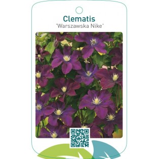 Clematis ‘Warszawska Nike’