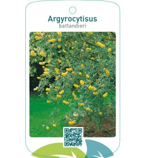 Argyrocytisus battandieri
