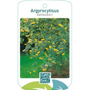 Argyrocytisus battandieri