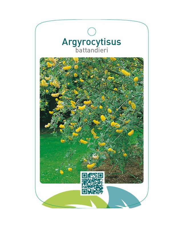 Argyrocytisus battandieri
