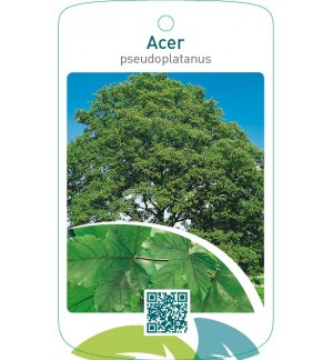 Acer pseudoplatanus
