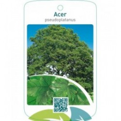 Acer pseudoplatanus