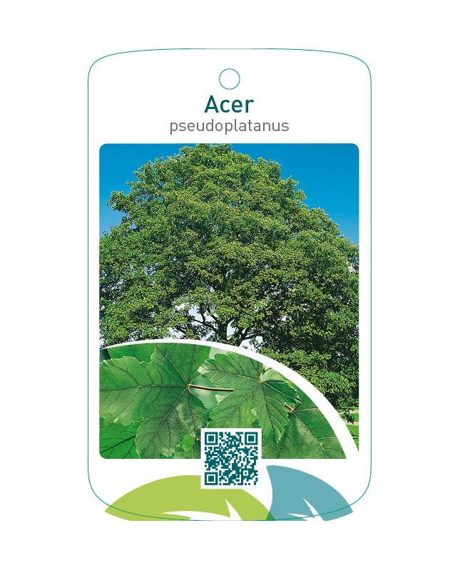 Acer pseudoplatanus