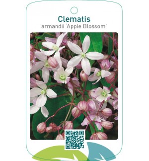 Clematis armandii ‘Apple Blossom’