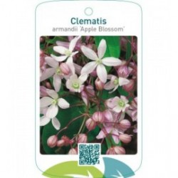 Clematis armandii ‘Apple Blossom’