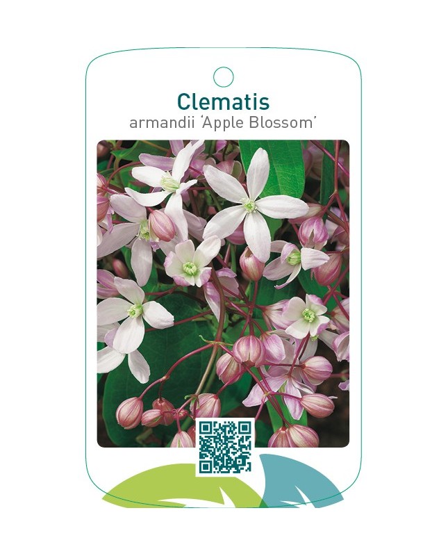 Clematis armandii ‘Apple Blossom’