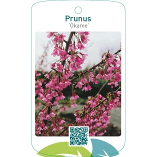 Prunus ‘Okame’
