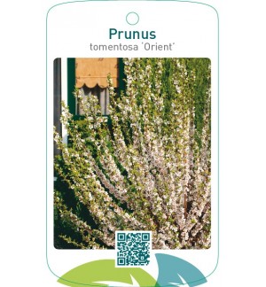 Prunus tomentosa ‘Orient’