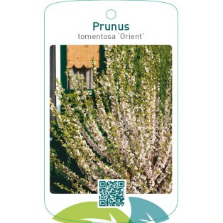 Prunus tomentosa ‘Orient’