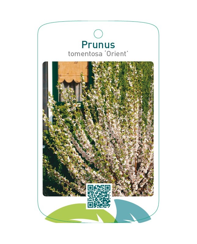 Prunus tomentosa ‘Orient’