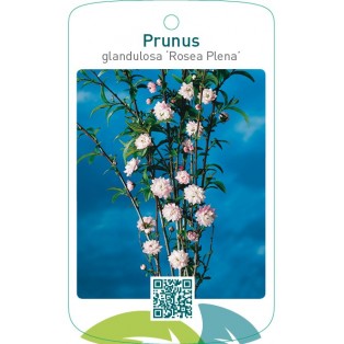 Prunus glandulosa ‘Rosea Plena’