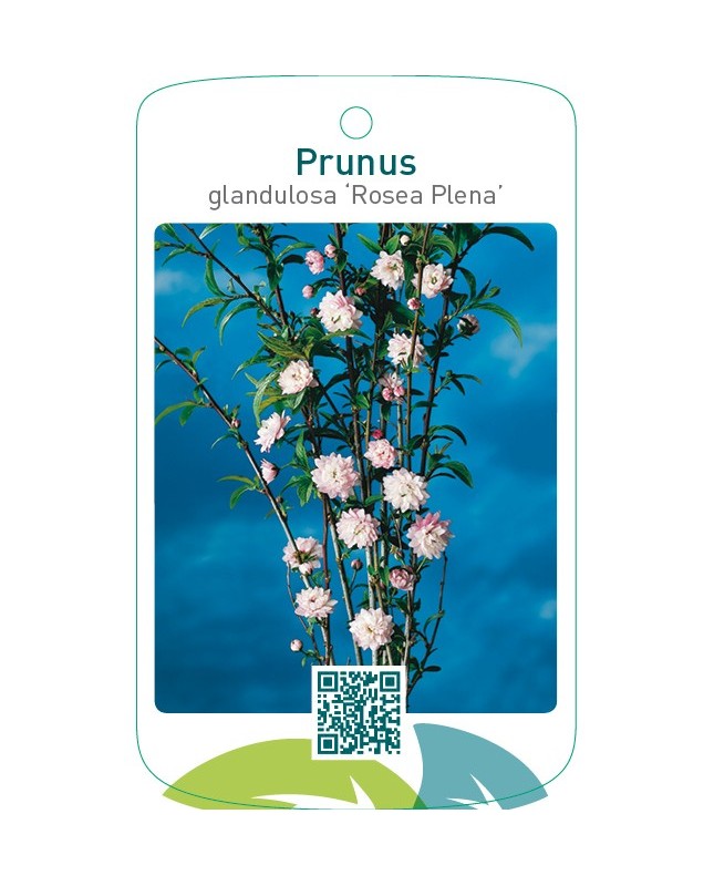 Prunus glandulosa ‘Rosea Plena’