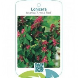 Lonicera tatarica ‘Arnold Red’