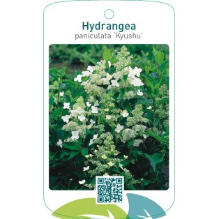 Hydrangea paniculata ‘Kyushu’