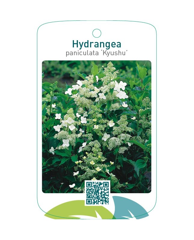Hydrangea paniculata ‘Kyushu’