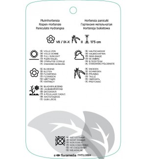 Etichette di Hydrangea paniculata ‘Kyushu’ *