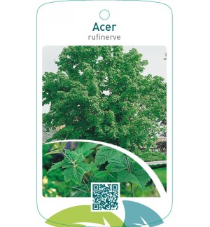 Acer rufinerve