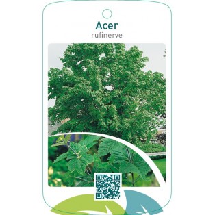 Acer rufinerve