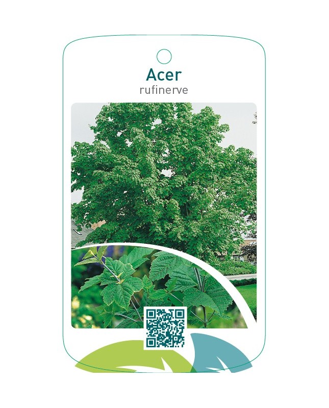 Acer rufinerve