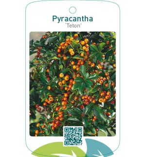 Pyracantha ‘Teton’