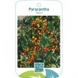 Pyracantha ‘Teton’