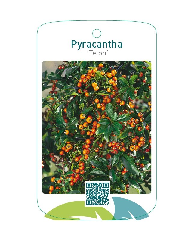 Pyracantha ‘Teton’