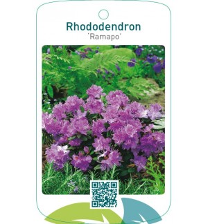 Rhododendron ‘Ramapo’