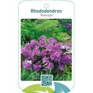 Rhododendron ‘Ramapo’