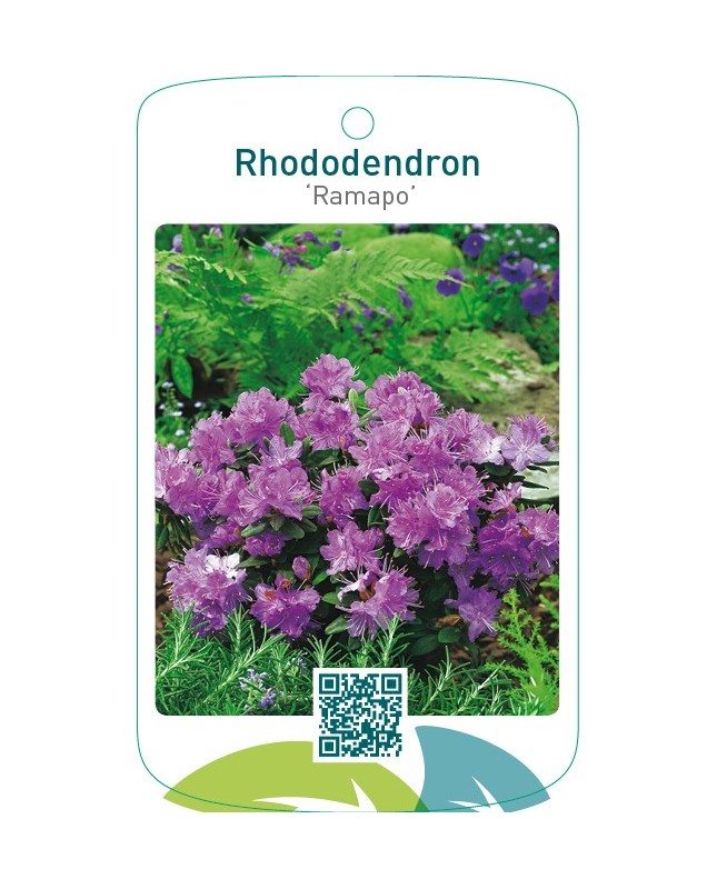 Rhododendron ‘Ramapo’