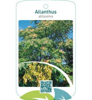 Ailanthus altissima
