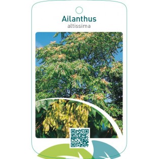 Ailanthus altissima