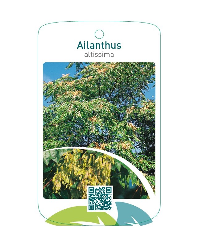 Ailanthus altissima